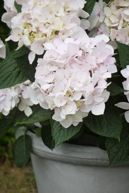 HYDRANGEA ´Cloudi´® (´ILVOCLU´)Ⓢ