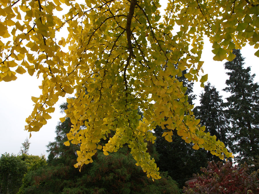 Fruits Exotiques Ginko Billoba Kit Traitement Croissance Cheveux 3 Art