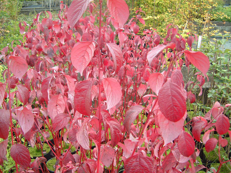 CORNUS alba ´Sibirica´ (= ´Koralle´, ´Westonbirt´)