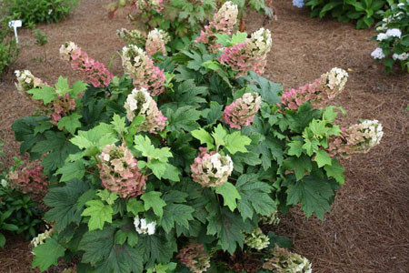 HYDRANGEA quercifolia ´Jetstream´(´PIIHQ-I´) FE®