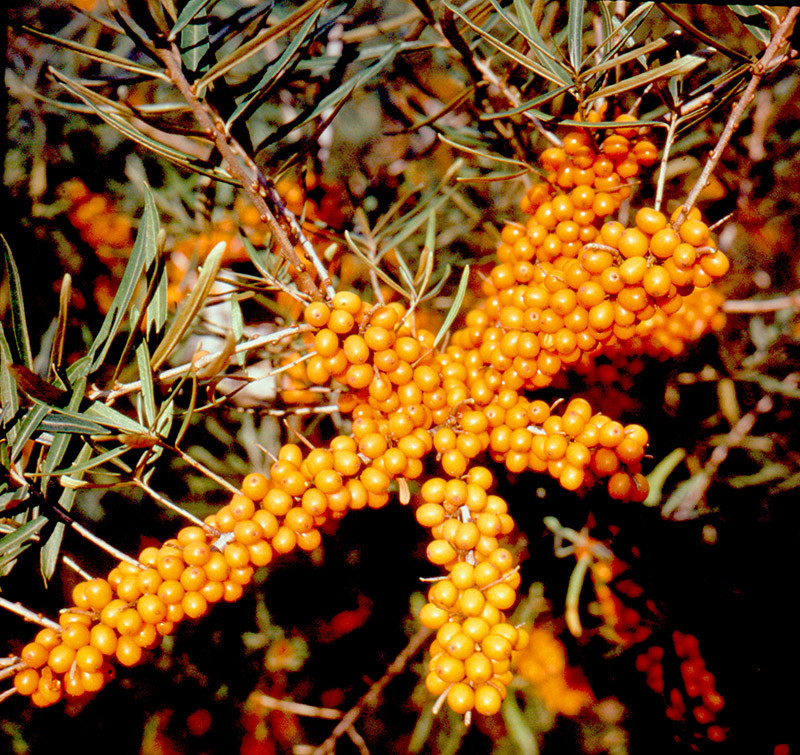 HIPPOPHAE rhamnoides ´Hergo´