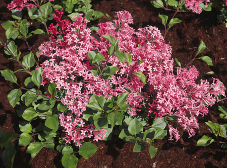 SYRINGA ´Tinkerbelle´® (´Bailbelle´)