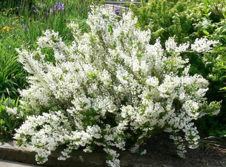 DEUTZIA gracilis