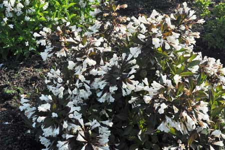 WEIGELA florida ´Ebony &amp; Ivory´® (´Velda´)Ⓢ