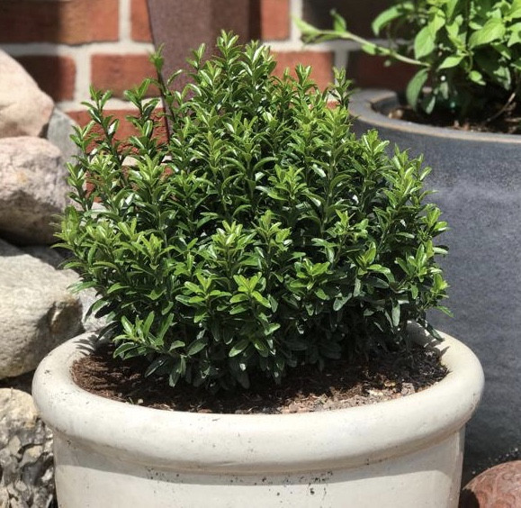 EUONYMUS japonicus ´Green Empire´® (´KOJUEJG´)Ⓢ Laubgehölze