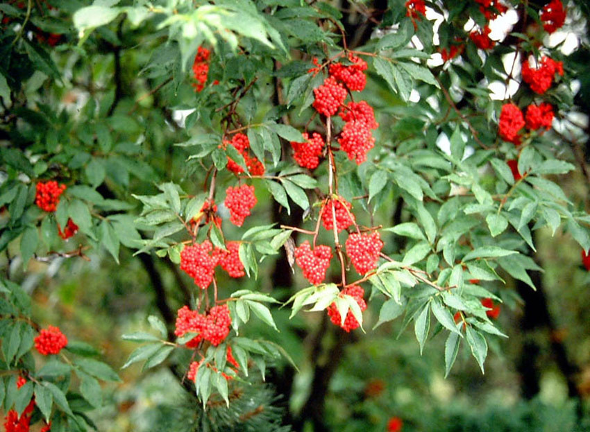 SAMBUCUS racemosa