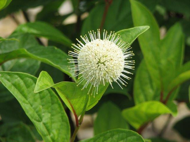 CEPHALANTHUS occidentalis ´Fiber Optics´ (´Bailoptics´) FE®