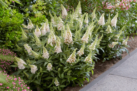 BUDDLEJA davidii ´Butterfly Candy® Little White´ (´BotEx003´)Ⓢ