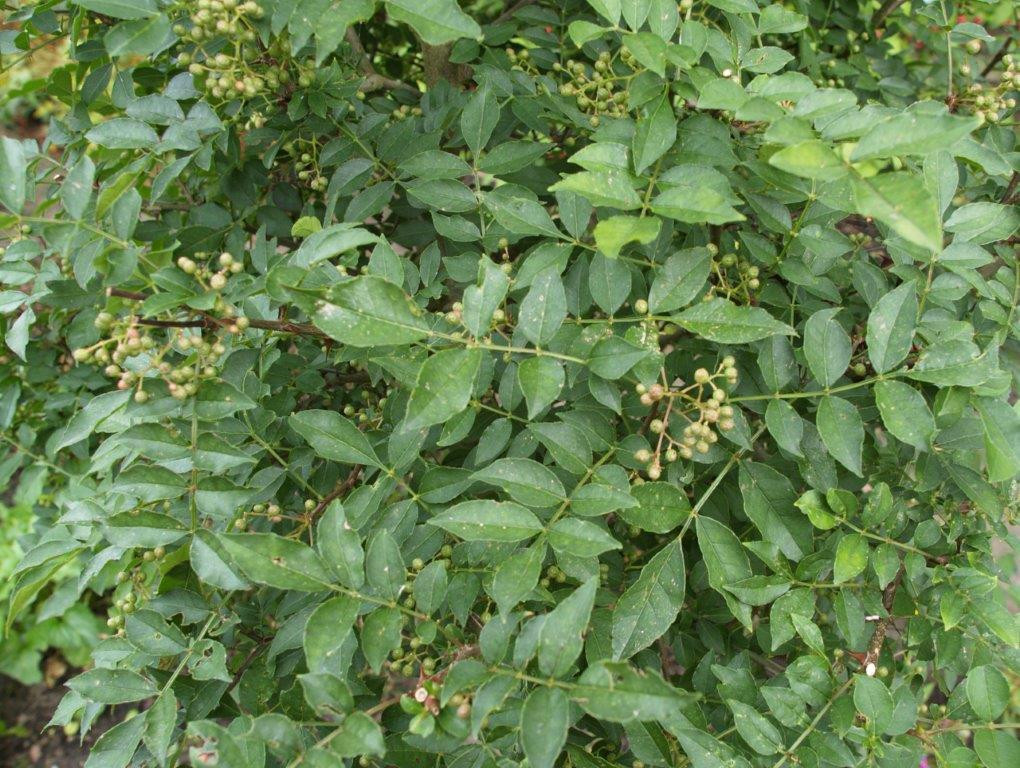 ZANTHOXYLUM simulans (= bungei, Xanthoxylum simulans)