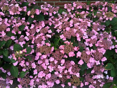 HYDRANGEA serrata ´Koreana´