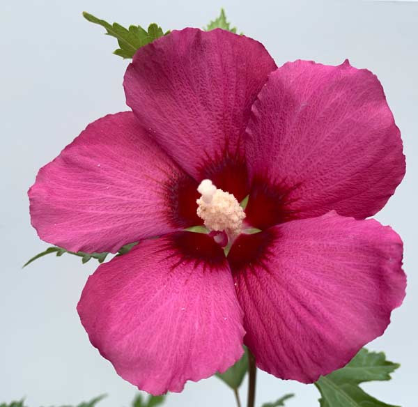 HIBISCUS syriacus ´Flower Tower Ruby´ (´Gandini van Aart Ruby´)Ⓢ