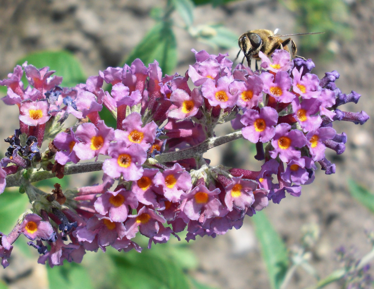 BUDDLEJA ´Bicolor´ (=´ Flower Power´)