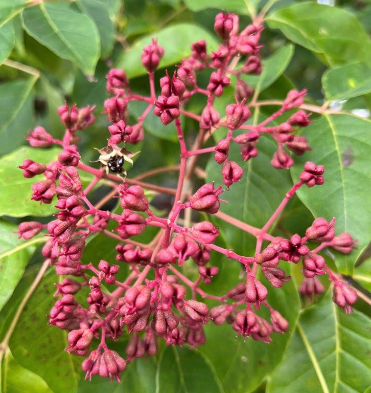 TETRADIUM daniellii hupehensis ´Beenella´® (´KOJUTDB´)Ⓢ