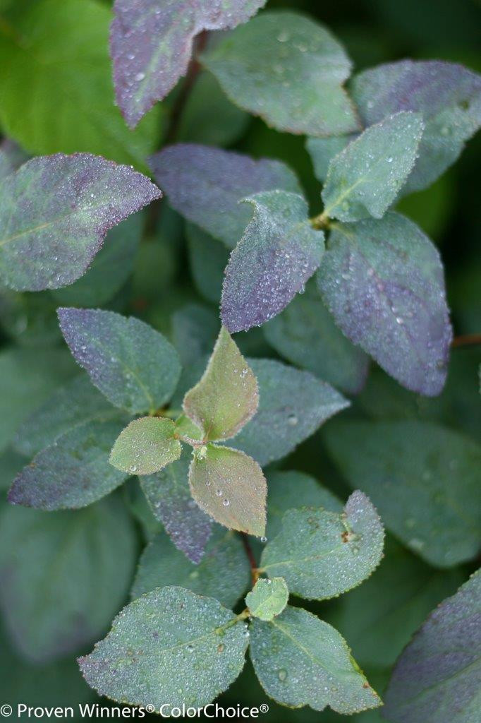 SPIRAEA japonica ´Double Play® Blue Kazoo´ (´SMSMBK´)Ⓢ PW®