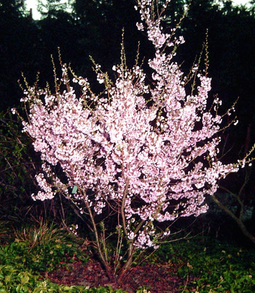 PRUNUS subhirtella ´Fukubana´