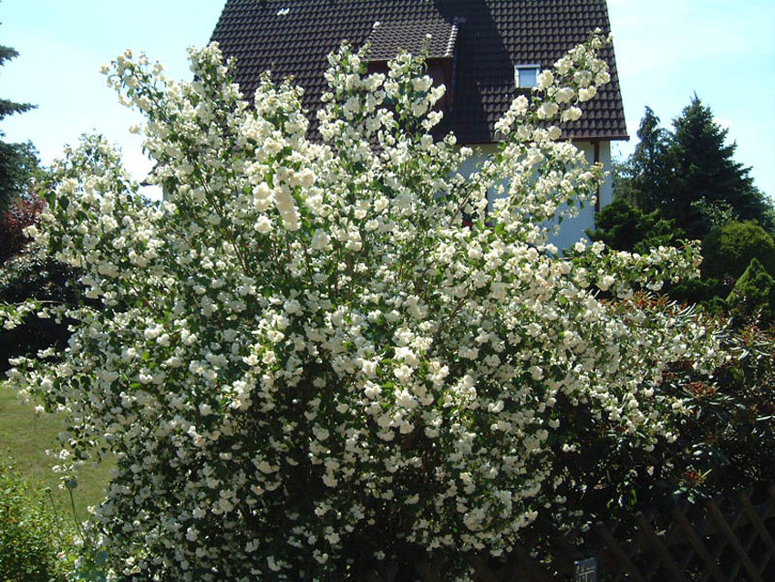 PHILADELPHUS ´Schneesturm´ (=`Snowstorm´)