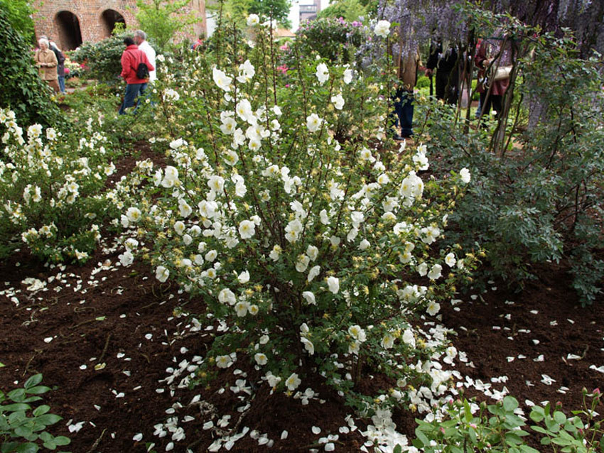 ROSA pimpinellifolia (= spinosissima)