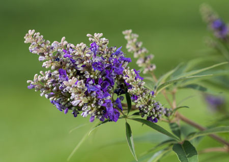 VITEX agnus-castus ´Blue Puffball´® (´PIIVAC-II´) FE®