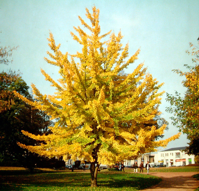 GINKGO biloba