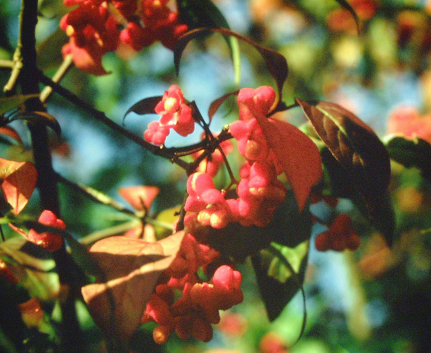 EUONYMUS europaeus