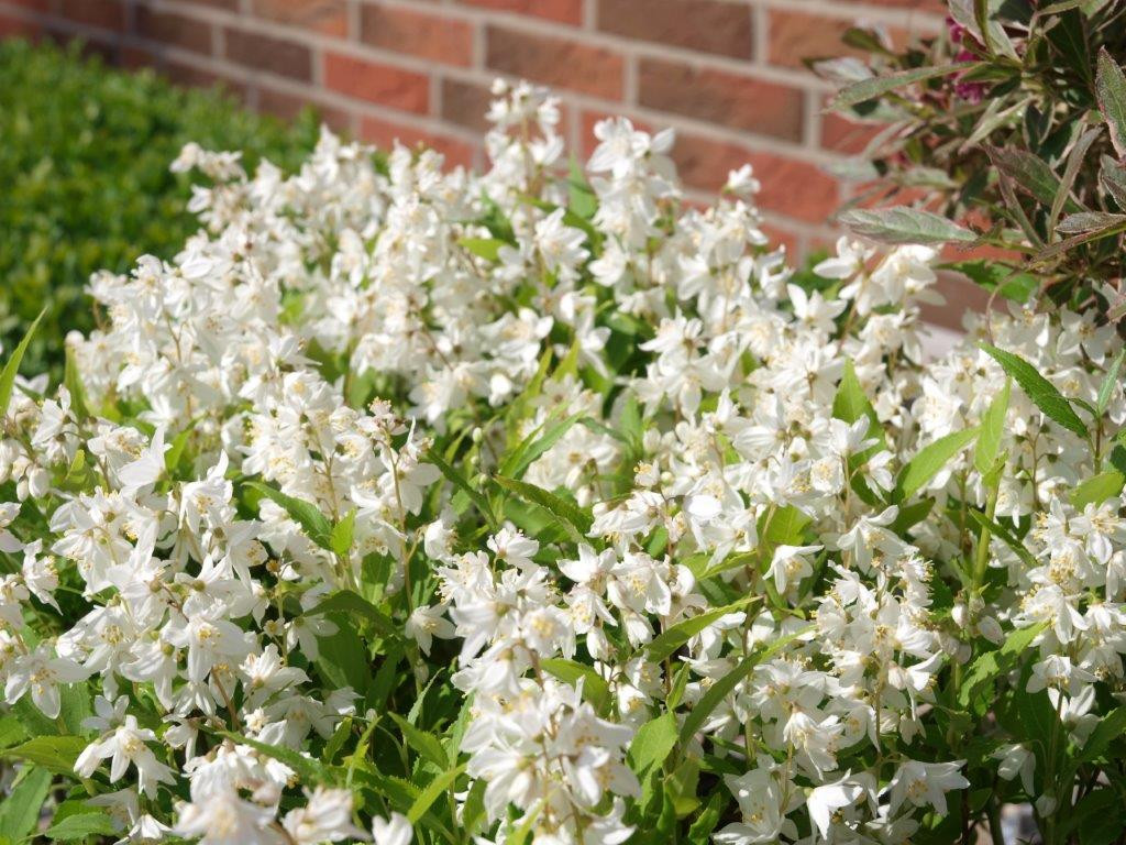 DEUTZIA gracilis