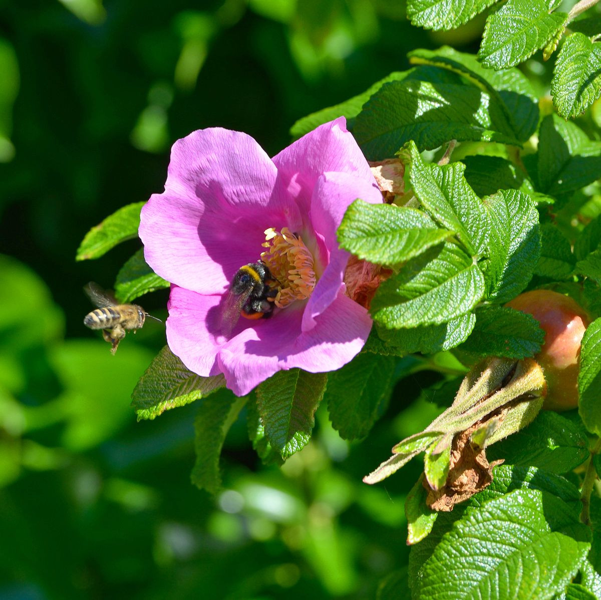 ROSA rugosa