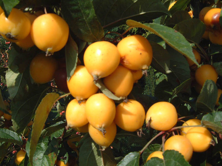 MALUS ´Golden Hornet´