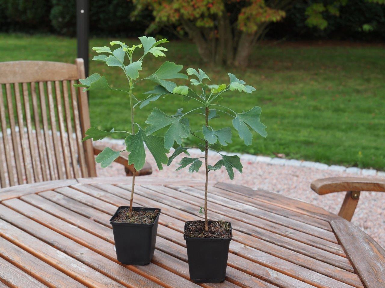 Fruits Exotiques Ginko Billoba Kit Traitement Croissance Cheveux 3 Art