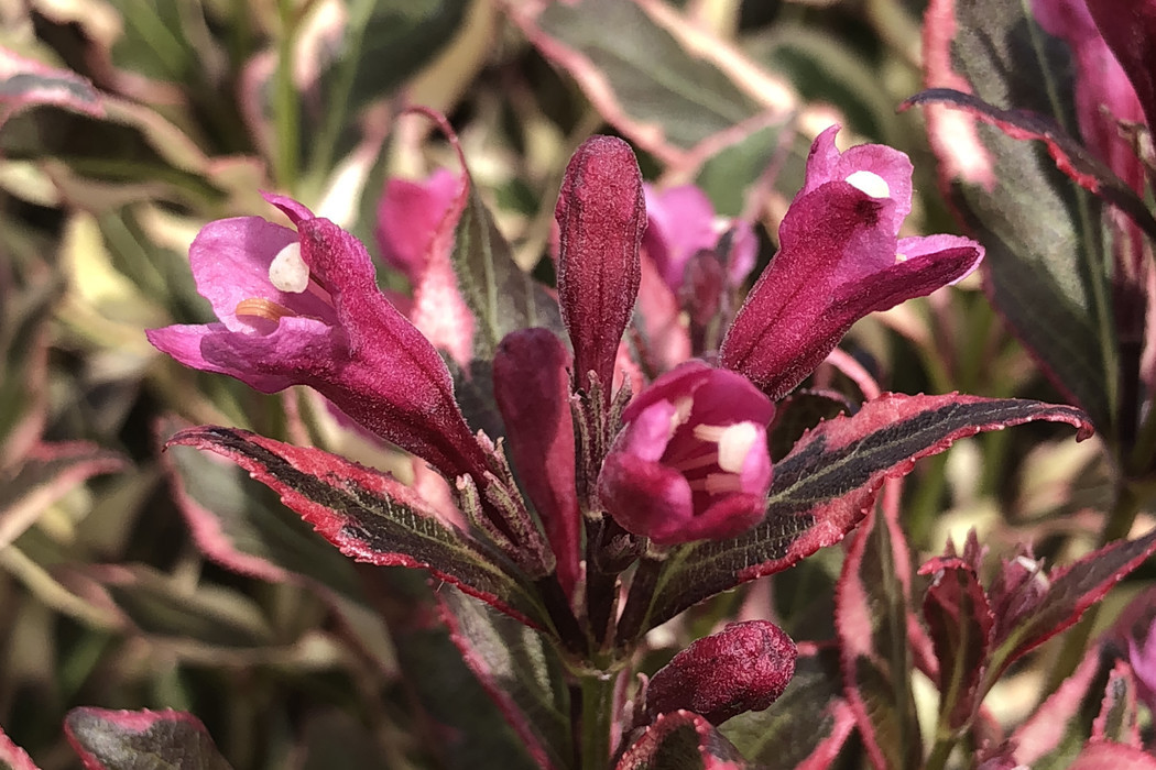 WEIGELA florida ´All Summer® (´Verweig 8´)Ⓢ Laubgehölze