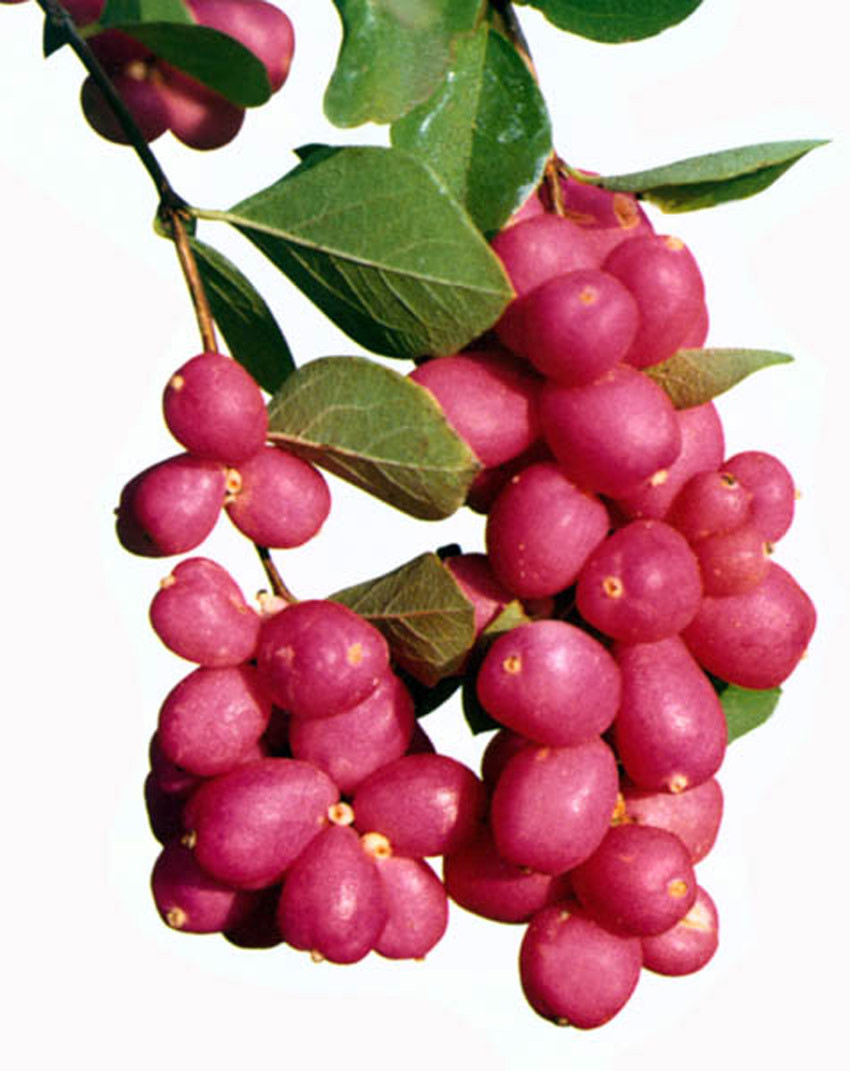 SYMPHORICARPOS doorenbosii ´Amethyst´®