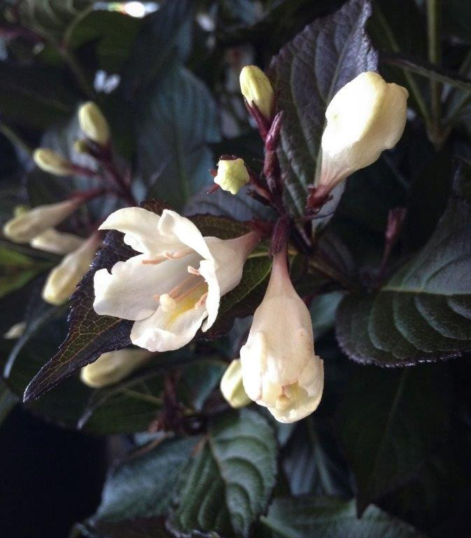 WEIGELA florida ´Ebony & Ivory´ (´Velda´)Ⓢ Laubgehölze Sortiment