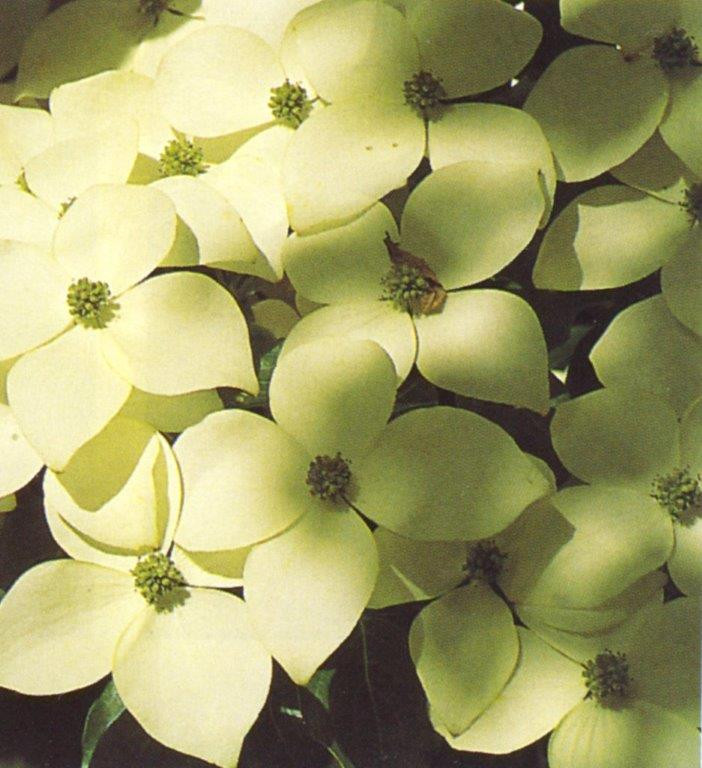 CORNUS kousa chinensis