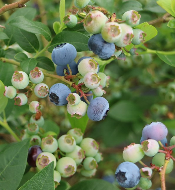 VACCINIUM corymbosum ´Reka´