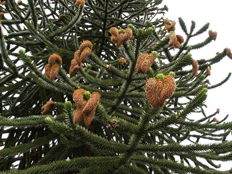 ARAUCARIA araucana (= imbricata) Nadelgehölze