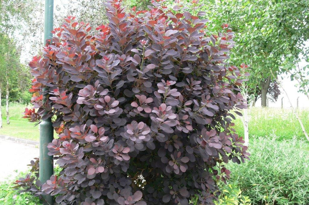 COTINUS coggygria ´Royal Purple´