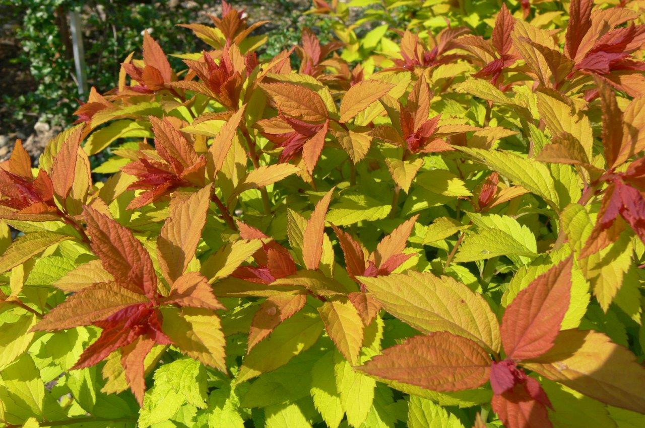 SPIRAEA japonica ´Goldflame´ (= bumalda ´Goldflame´)