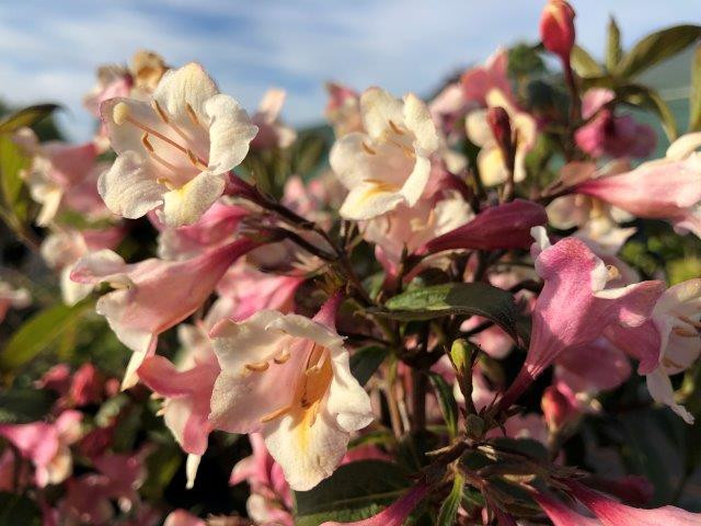 WEIGELA florida ´Vintage Love´ (´TVP1´)Ⓢ