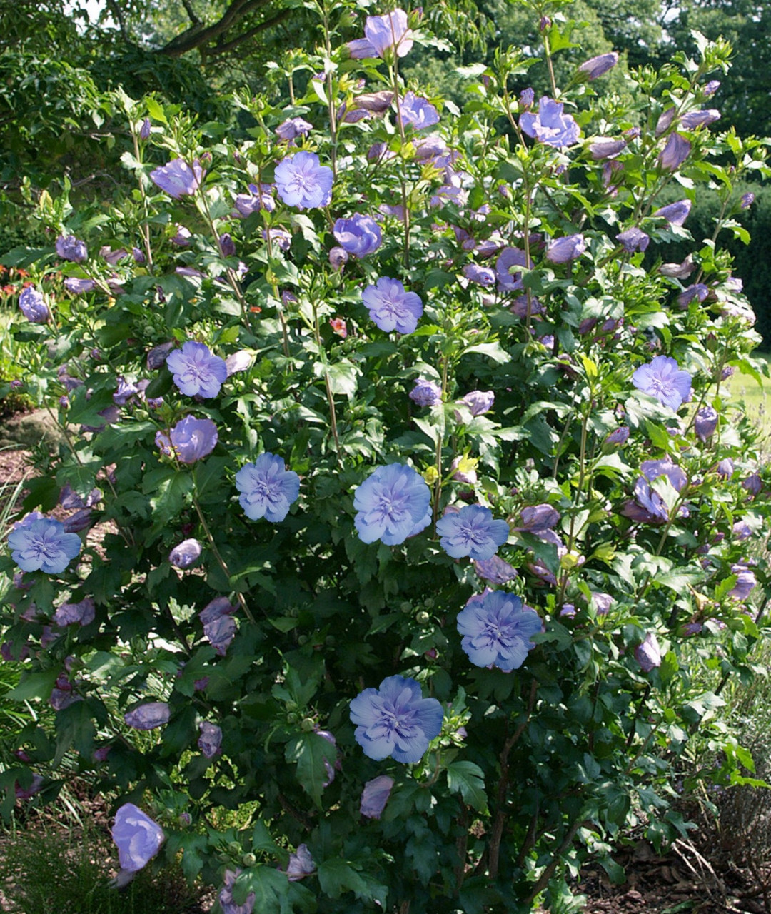 HIBISCUS syriacus ´Blue Chiffon´ (´Notwood3´)Ⓢ Laubgehölze