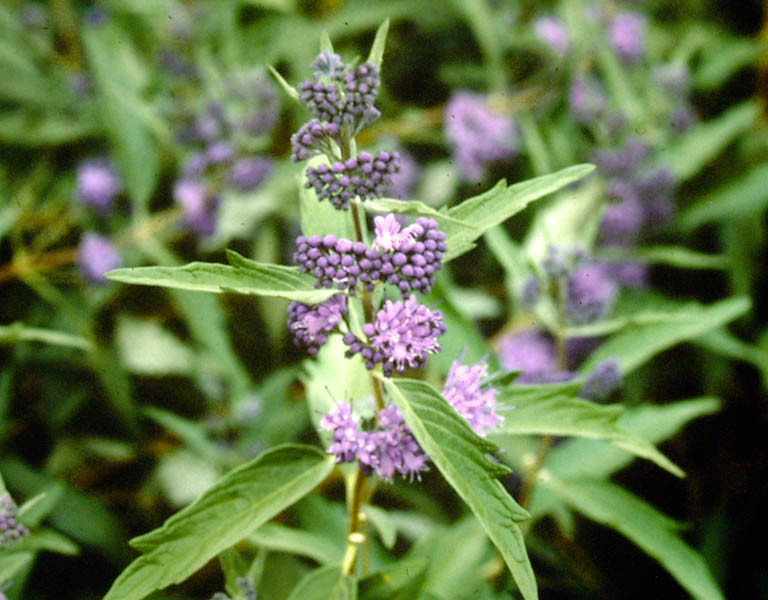 CARYOPTERIS clandonensis ´Kew Blue´