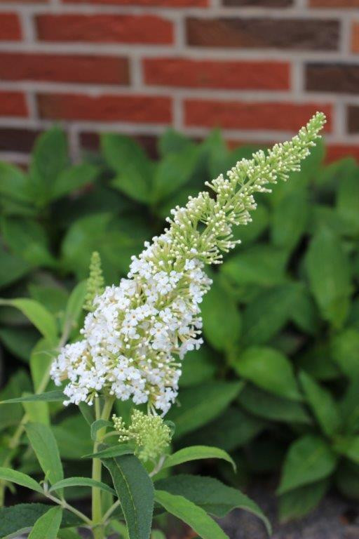 BUDDLEJA davidii ´Nanho White´ (= ´Nanhoensis Alba´, ´Monite')