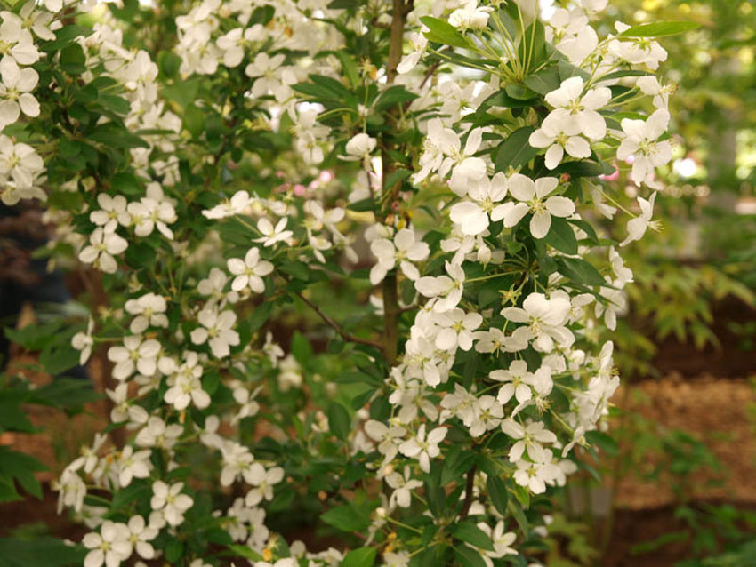 MALUS ´Adirondack´