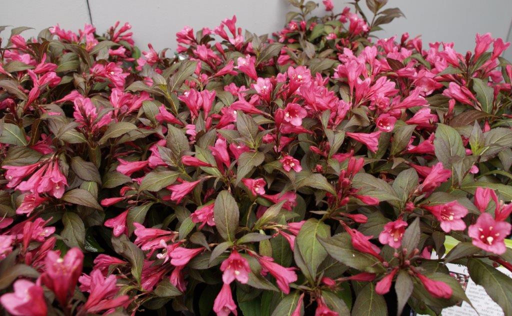 WEIGELA florida ´Minor Black´ (´Verweig3´)Ⓢ