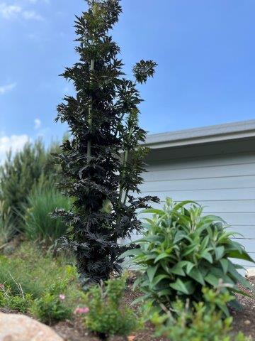 SAMBUCUS nigra Laced up SNR1292 Decidous trees and Shrubs Assortment Shop Kordes Jungpflanzen