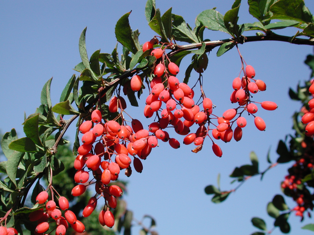 BERBERIS vulgaris