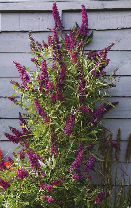 BUDDLEJA davidii ´Butterfly Tower´ (´TOBUD1305´)Ⓢ