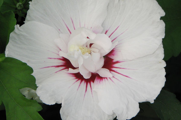 HIBISCUS syriacus ´Bali´® (´Minfren´)Ⓢ FE®