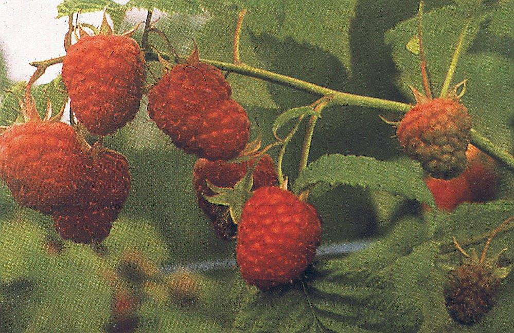 RUBUS idaeus ´Malling Promise´