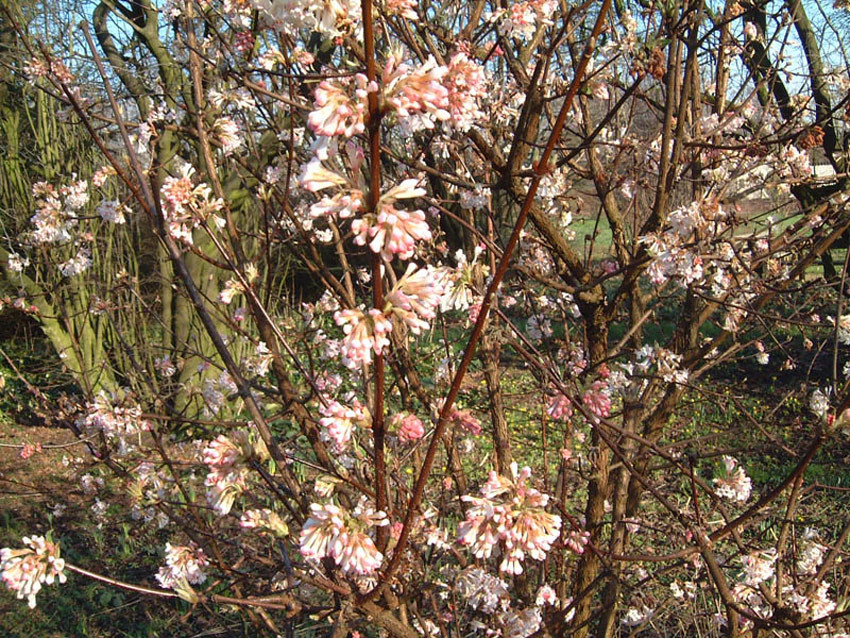 VIBURNUM bodnantense ´Charles Lamont´