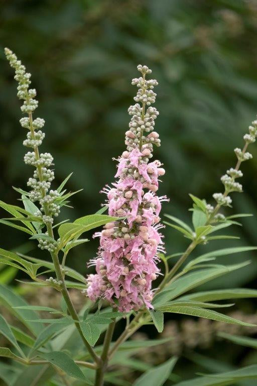 最安プラン agnus-castus VITEX ´Galactic FE (´BAILTEXTWO´)Ⓢ Pink´® スキー・スノーボードアクセサリー
