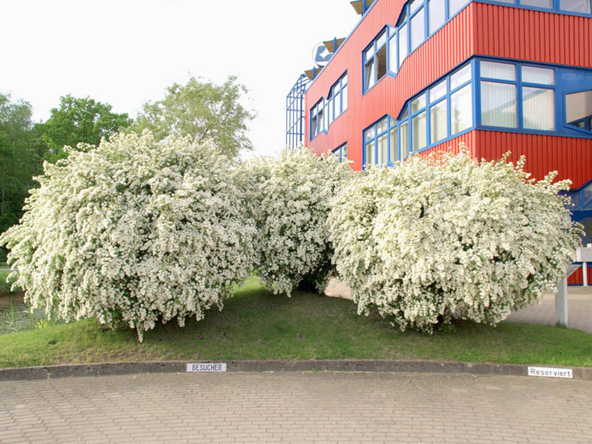 SPIRAEA vanhouttei